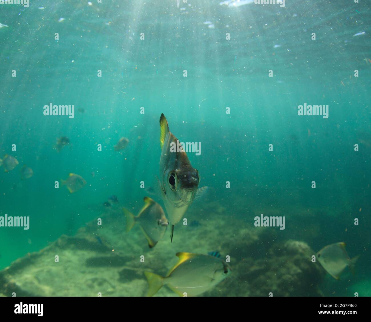 Moreton Island, Australia. 13th May, 2021. Diamond Fish or Butter Bream (Monodactylus argenteus) seen at the Artificial reefs of Moreton Island. Credit: SOPA Images Limited/Alamy Live News Stock Photo