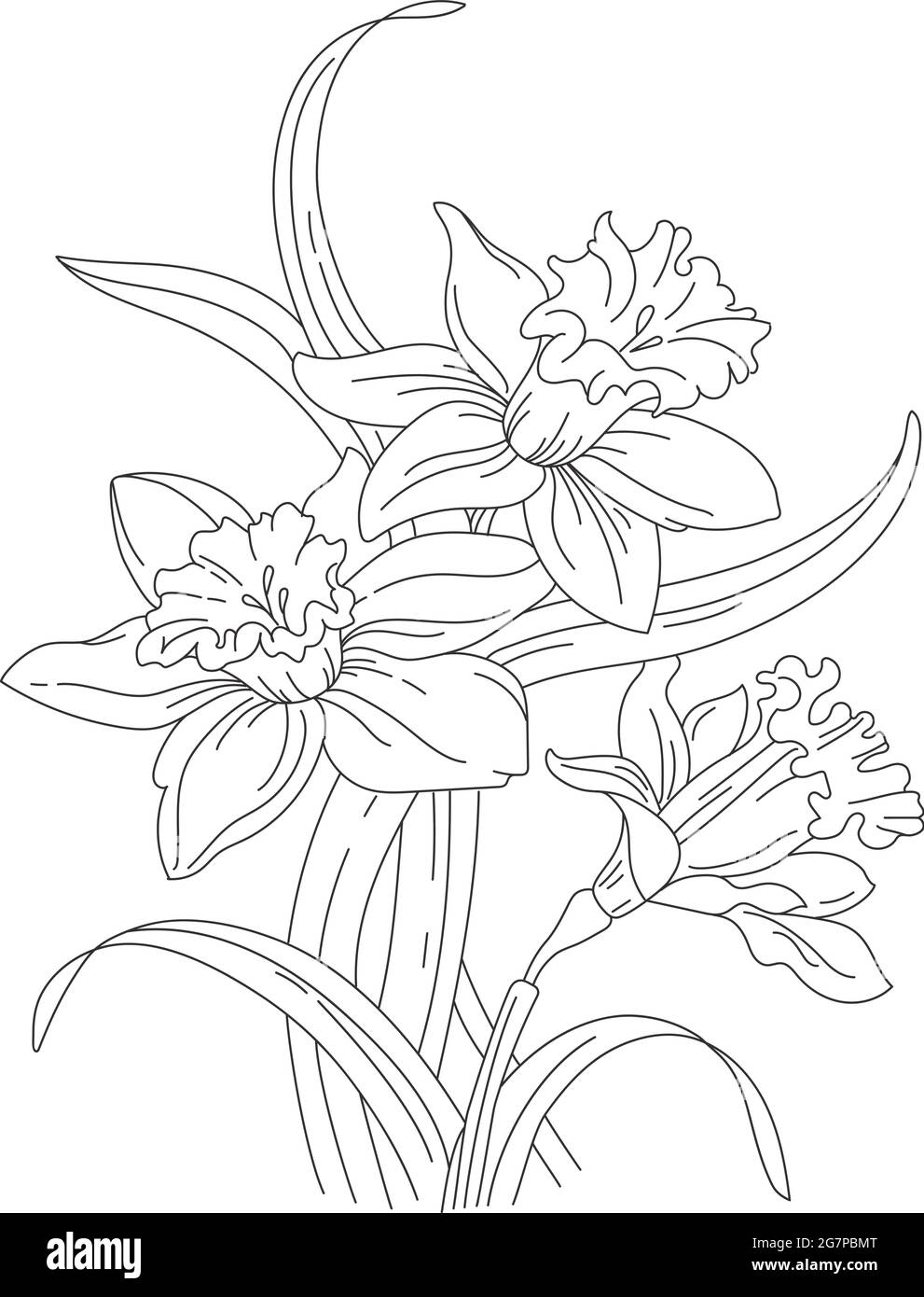 Nartsyssy, bouquet of spring flowers. .Daffodils for tattoo. Vector line art Stock Vector Image