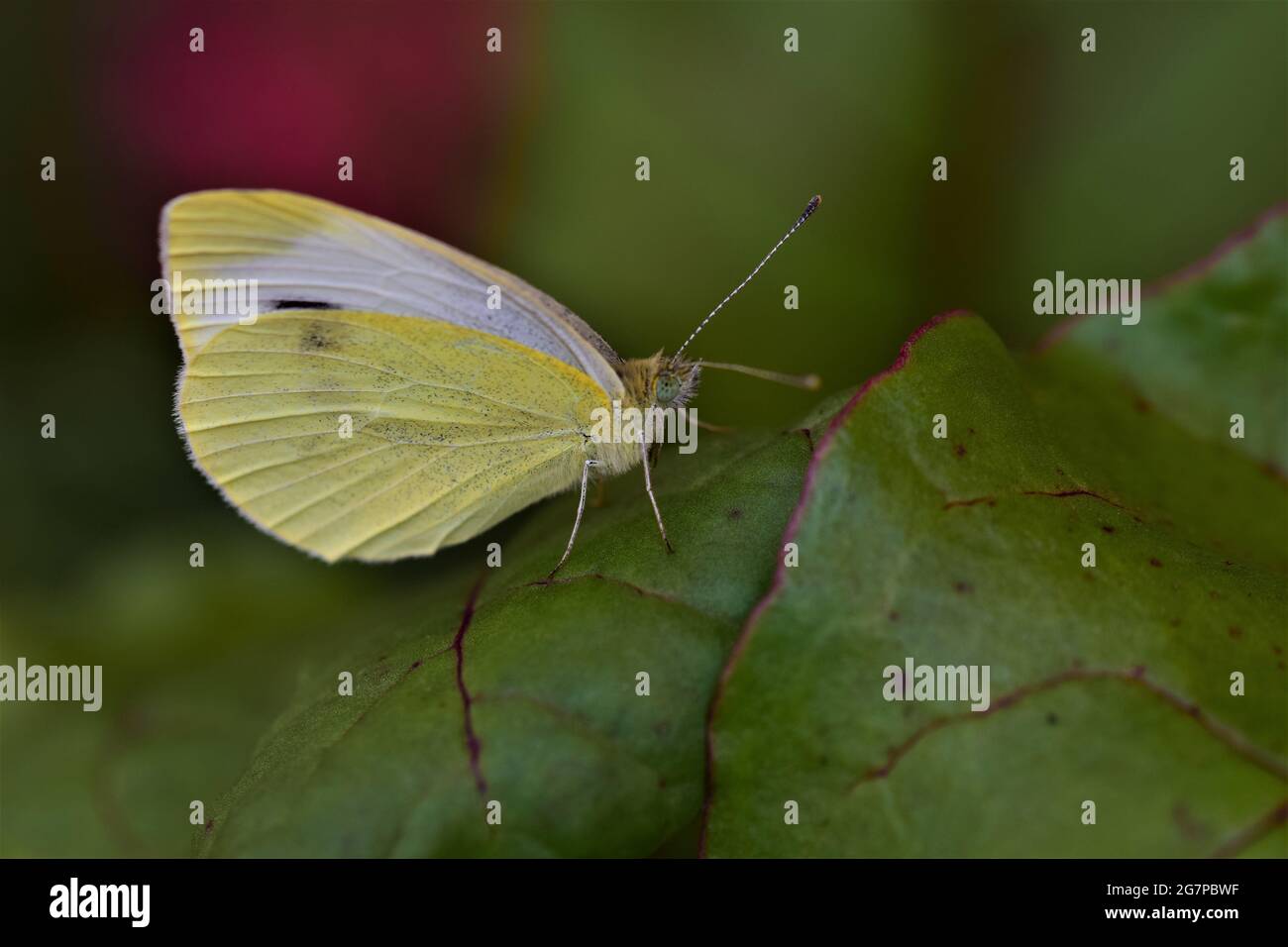 Pieris rapae - cabbage white butterfly on a beetroot leaf as a close up Stock Photo