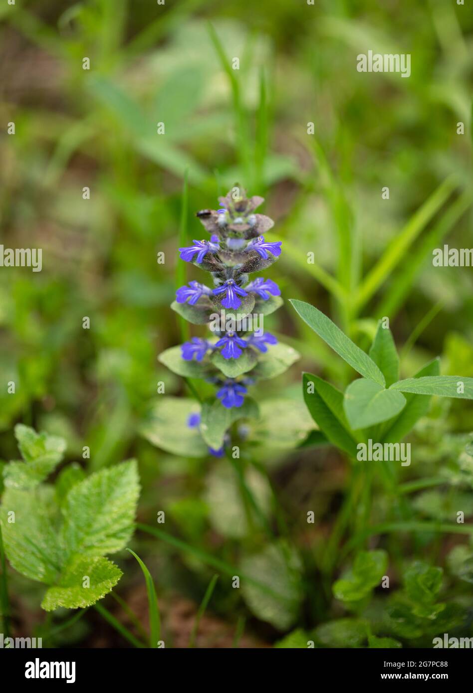 Blue flower ajuga reptans or bugle or bugleweed on a green meadow. Catlins giant on a summer meadow. Spring flower. Stock Photo
