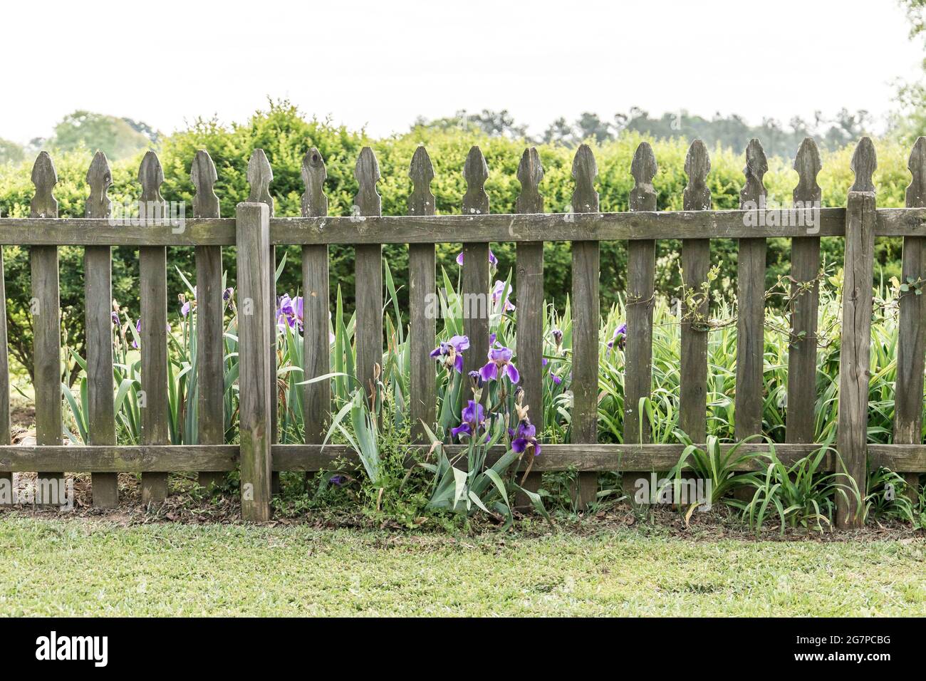 Old and rustic wood picket backyard fence with greenery and purple flowers Stock Photo