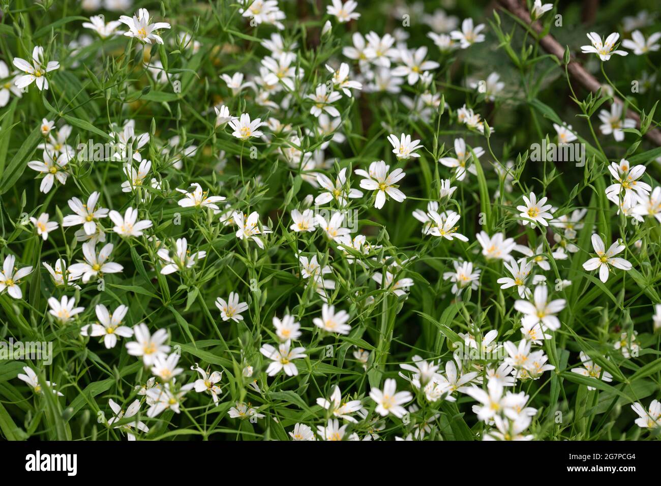 Stellaria holostea white flowers. Chickweed, stitchwort forest or meadow flowers on a green natural background. Close up macro Stock Photo