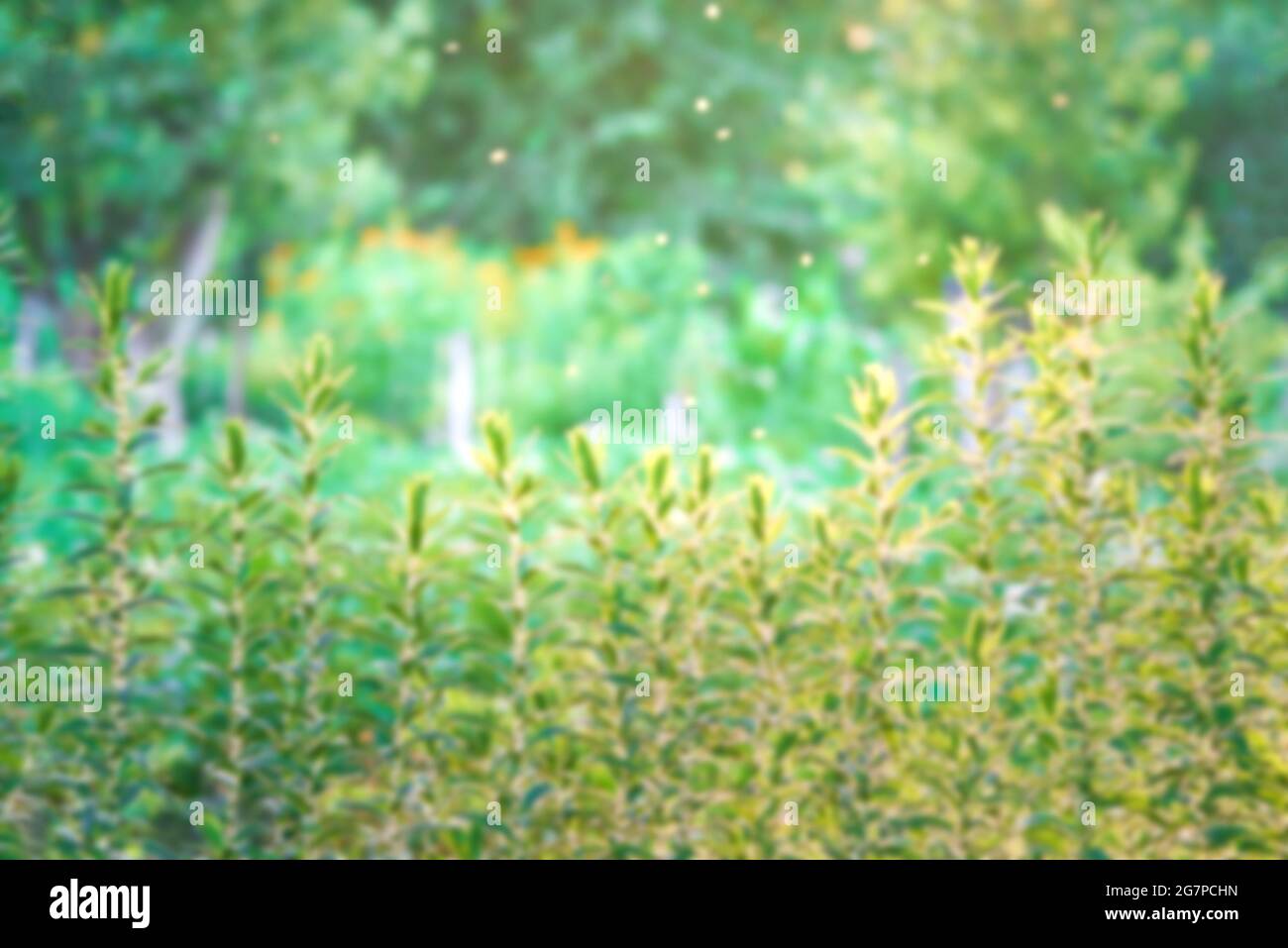 Abstract blur natural background, plants out of focus, copy space. Stock Photo