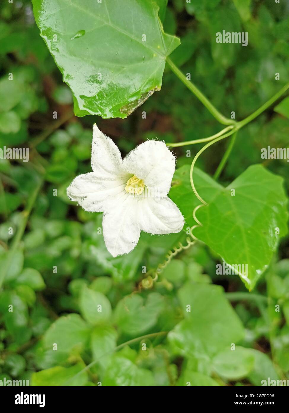 Vertical shot of a white Coccinia grandis flower with green leaves in the background Stock Photo