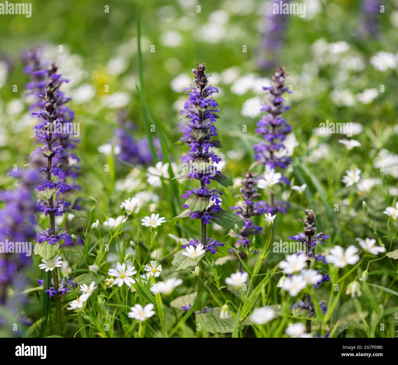 Meadow background. Ajuga reptans and stellaria flowers on a natural green background. Summer wildflowers. Close up macro Stock Photo