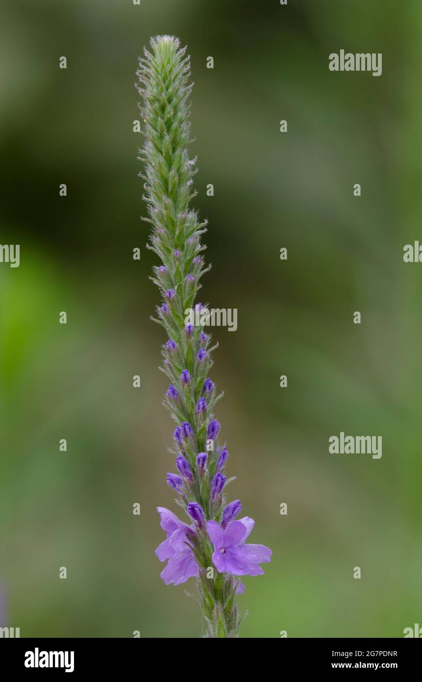 Blue vervain hi-res stock photography and images - Alamy