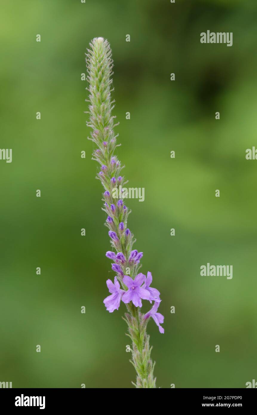 Swamp Verbena, Verbena hastata Stock Photo Alamy