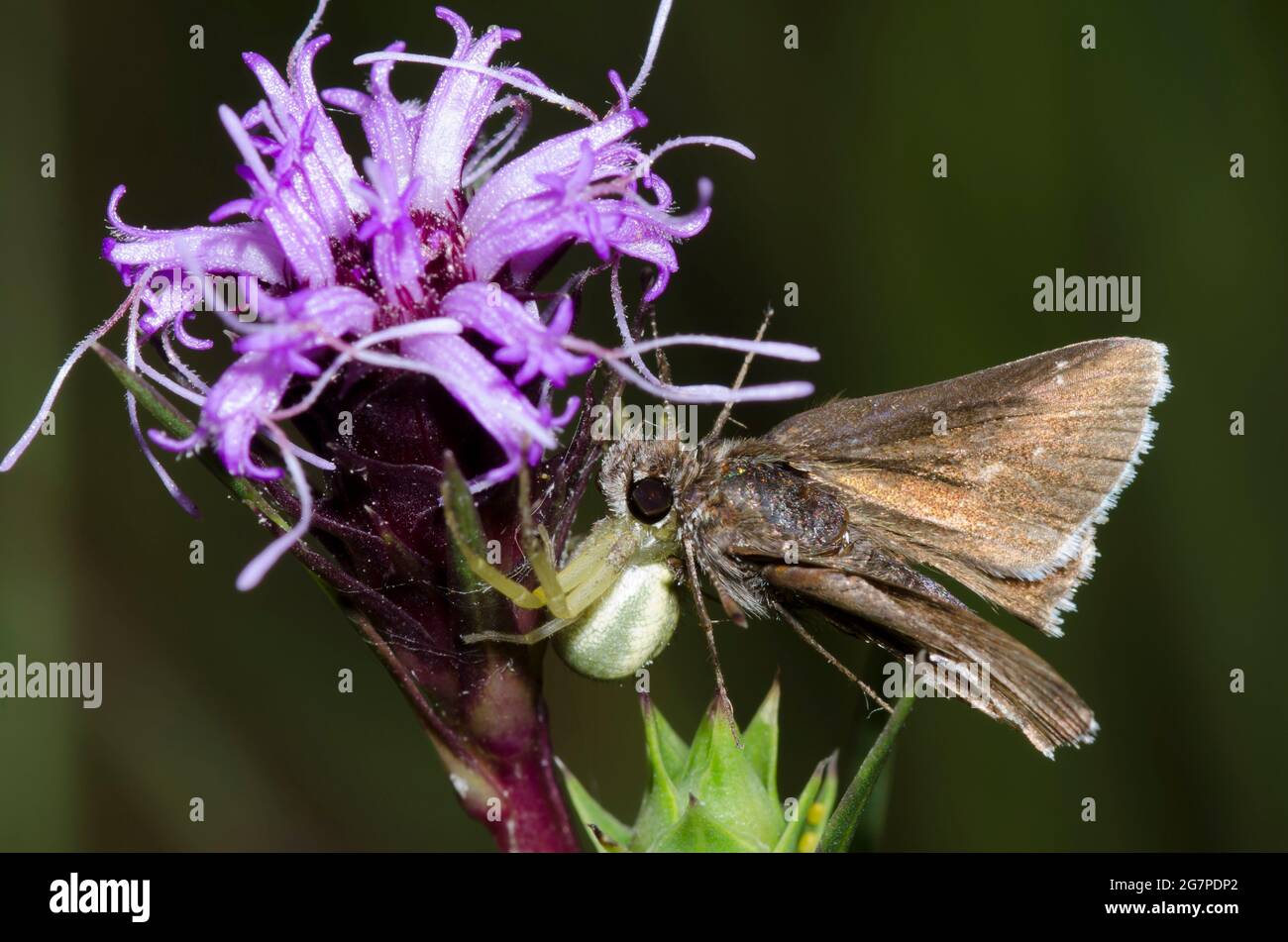 Crab Spider, Mecaphesa sp., feeding on captured Common Roadside-Skipper, Amblyscirtes vialis, on Scaly Blazing Star, Liatris squarrosa Stock Photo