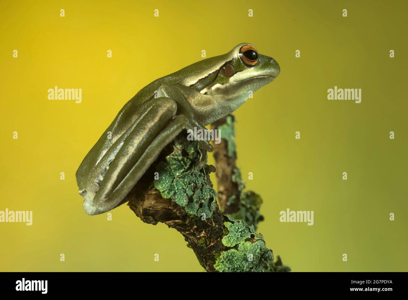 Green frog on green background Stock Photo