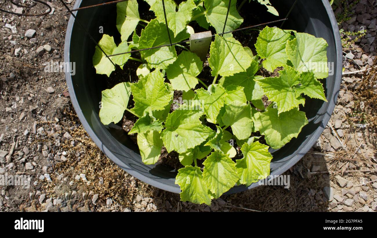 Cucumber Plants Growing in a Plastic Container Stock Photo Alamy