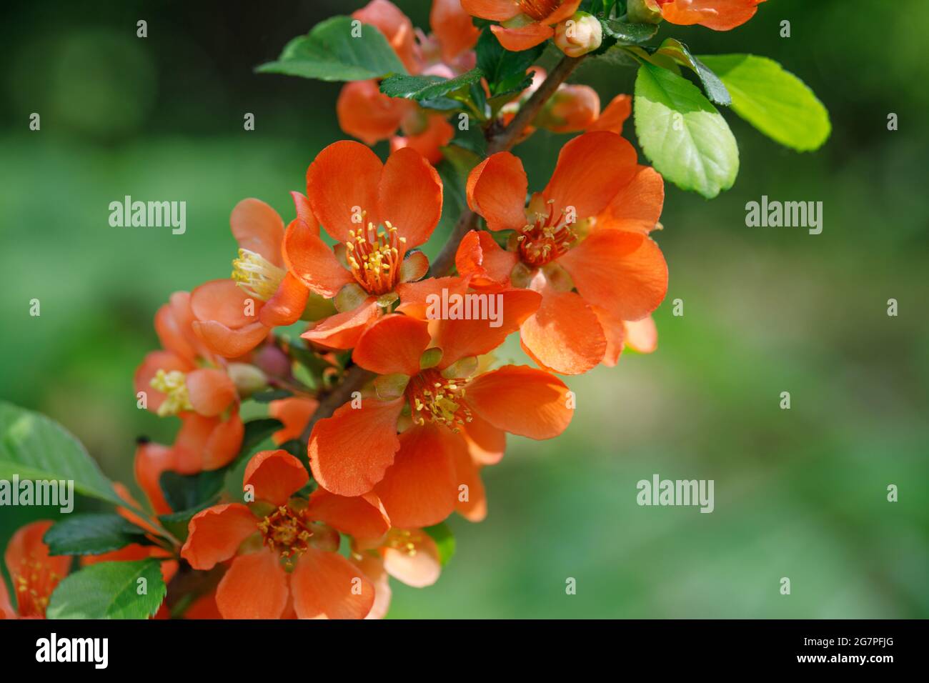 Red quince flowers on a natural green background. Garden flowering tree. Summer floral background. Flower for postcard or greeting card. Close up Stock Photo