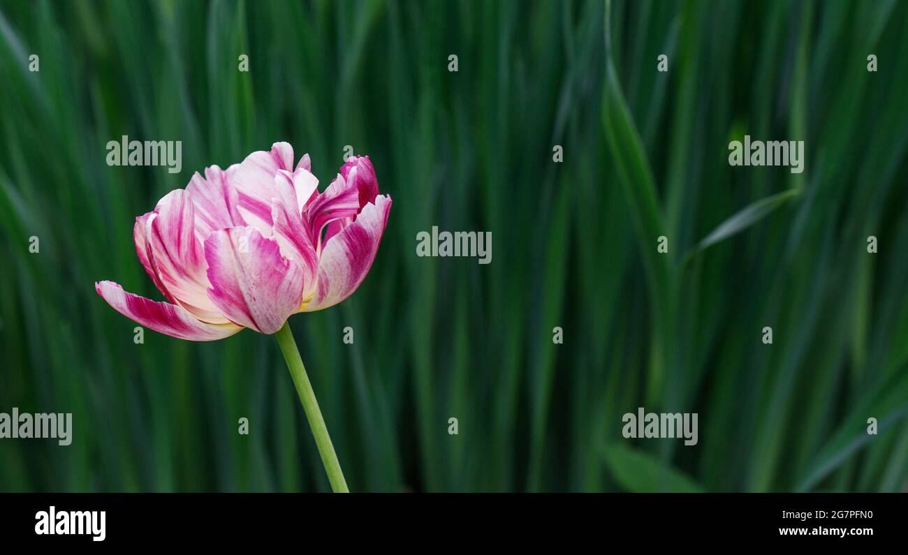 Pink striped tulip flower on a natural green background. Hybrid terry tulip with pink and white petals. Copy space. Beautiful summer floral background Stock Photo