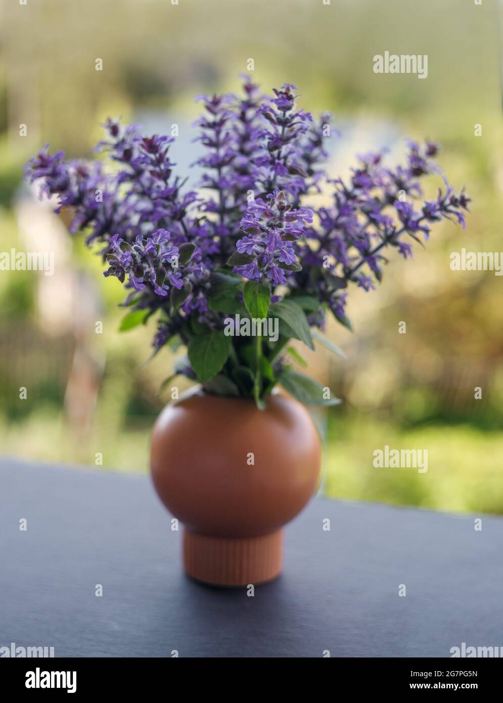 Bouquet of purple flowers. Ajuga reptans or bugle or bugleweed. Spring flowers. Sentimental picture. Selective focus. Stock Photo