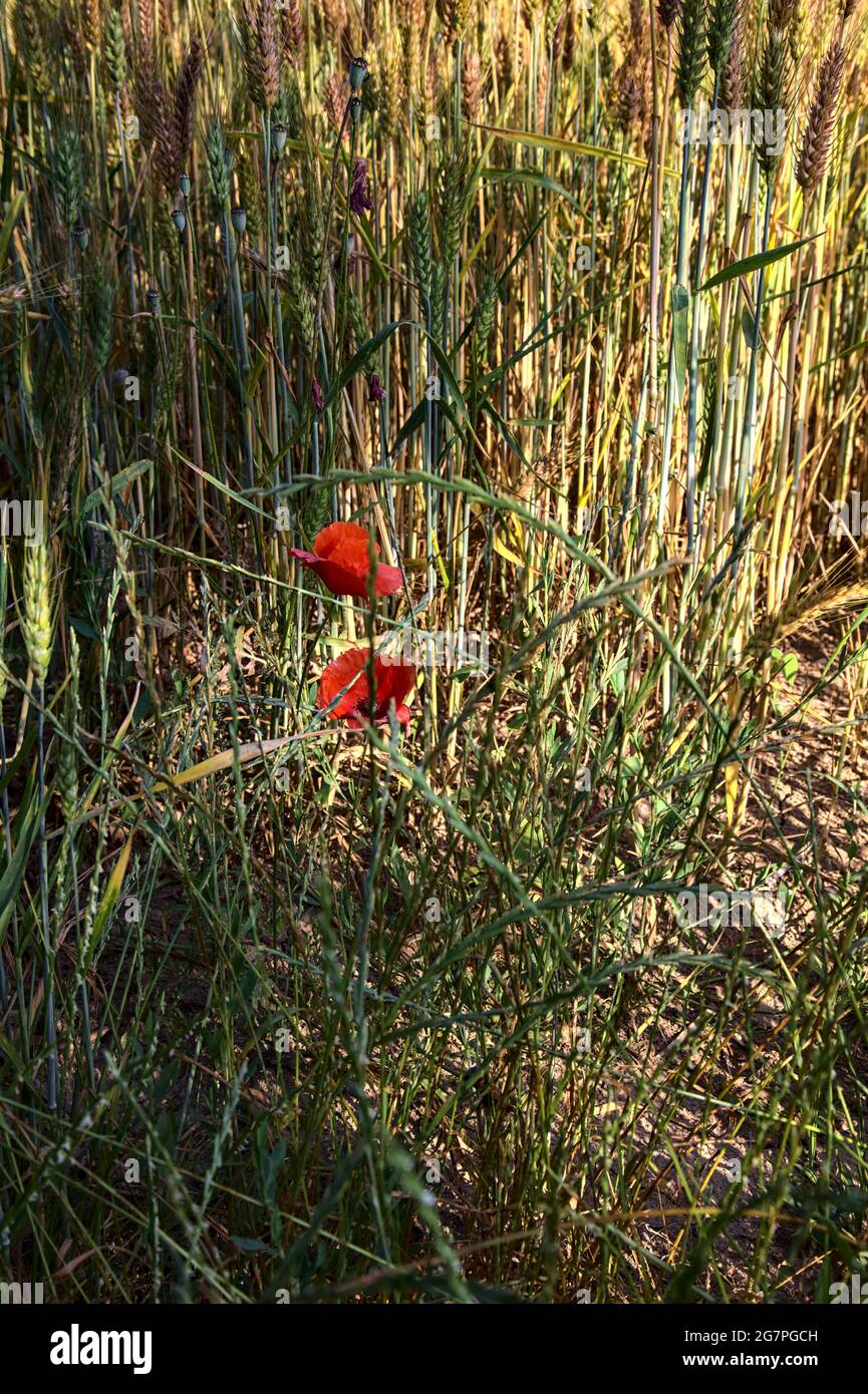 Poppies growing among ears of wheat seen up close Stock Photo - Alamy