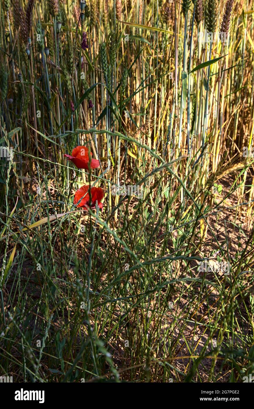 Poppies growing among ears of wheat seen up close Stock Photo