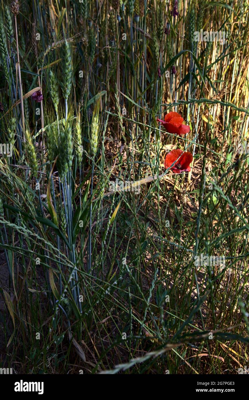 Poppies growing among ears of wheat seen up close Stock Photo - Alamy