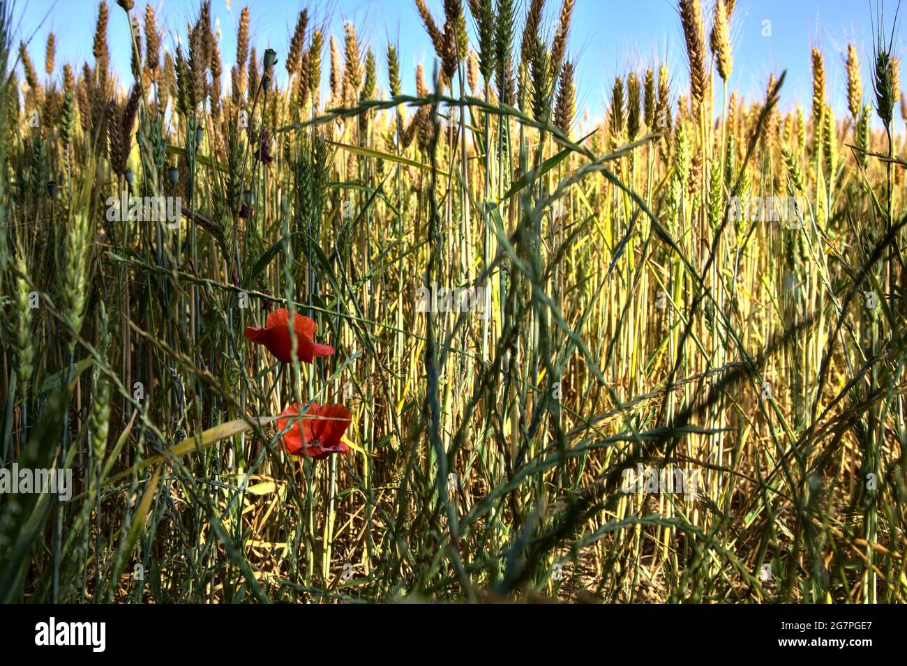 Poppies growing among ears of wheat seen up close Stock Photo