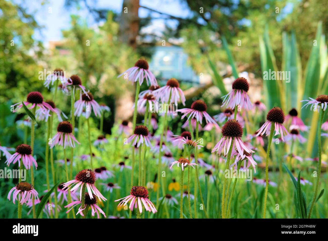 Echinacea purpurea flowers, a North American species of flowering plant