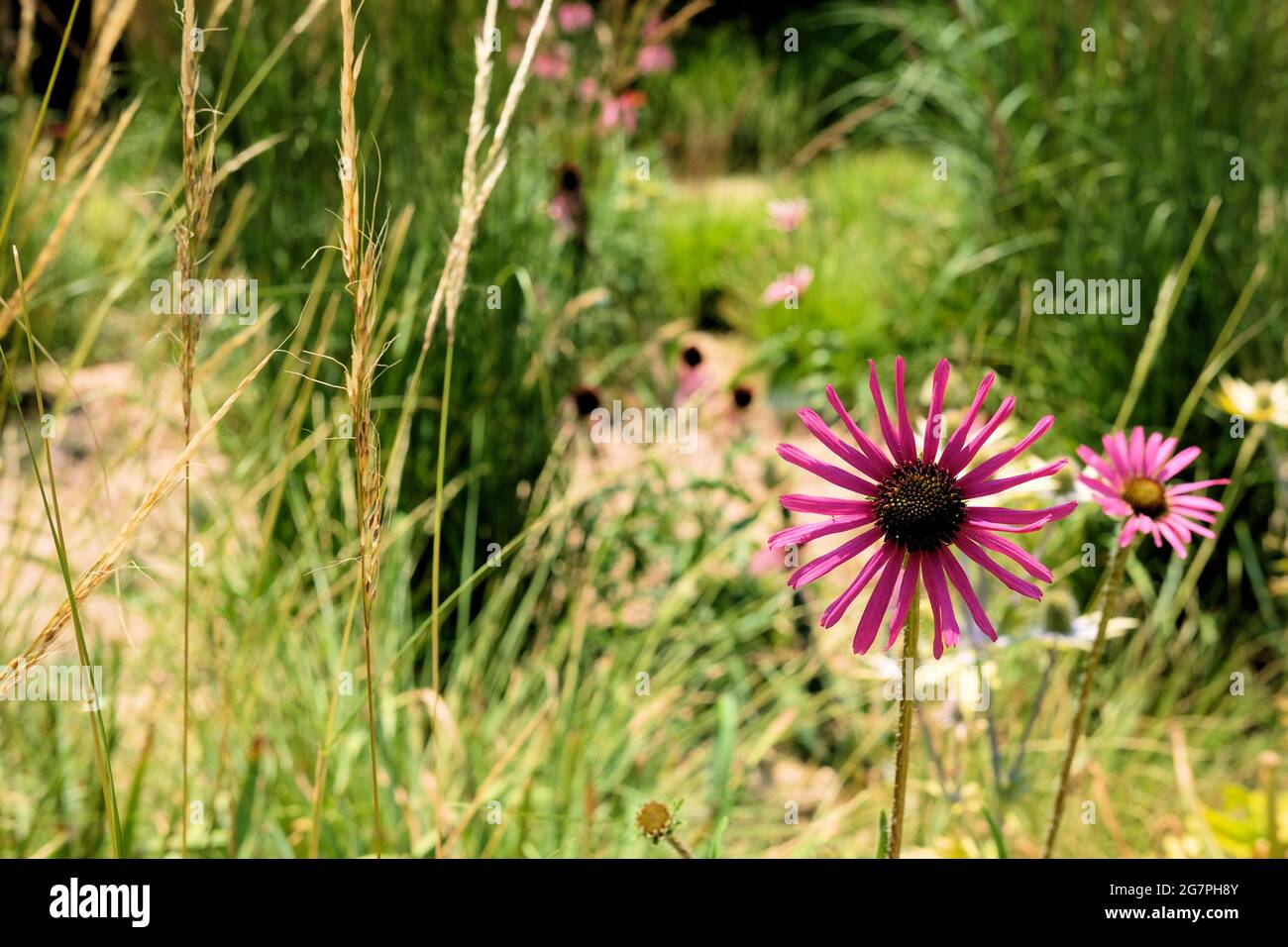 Echinacea purpurea flowers, a North American species of flowering plant