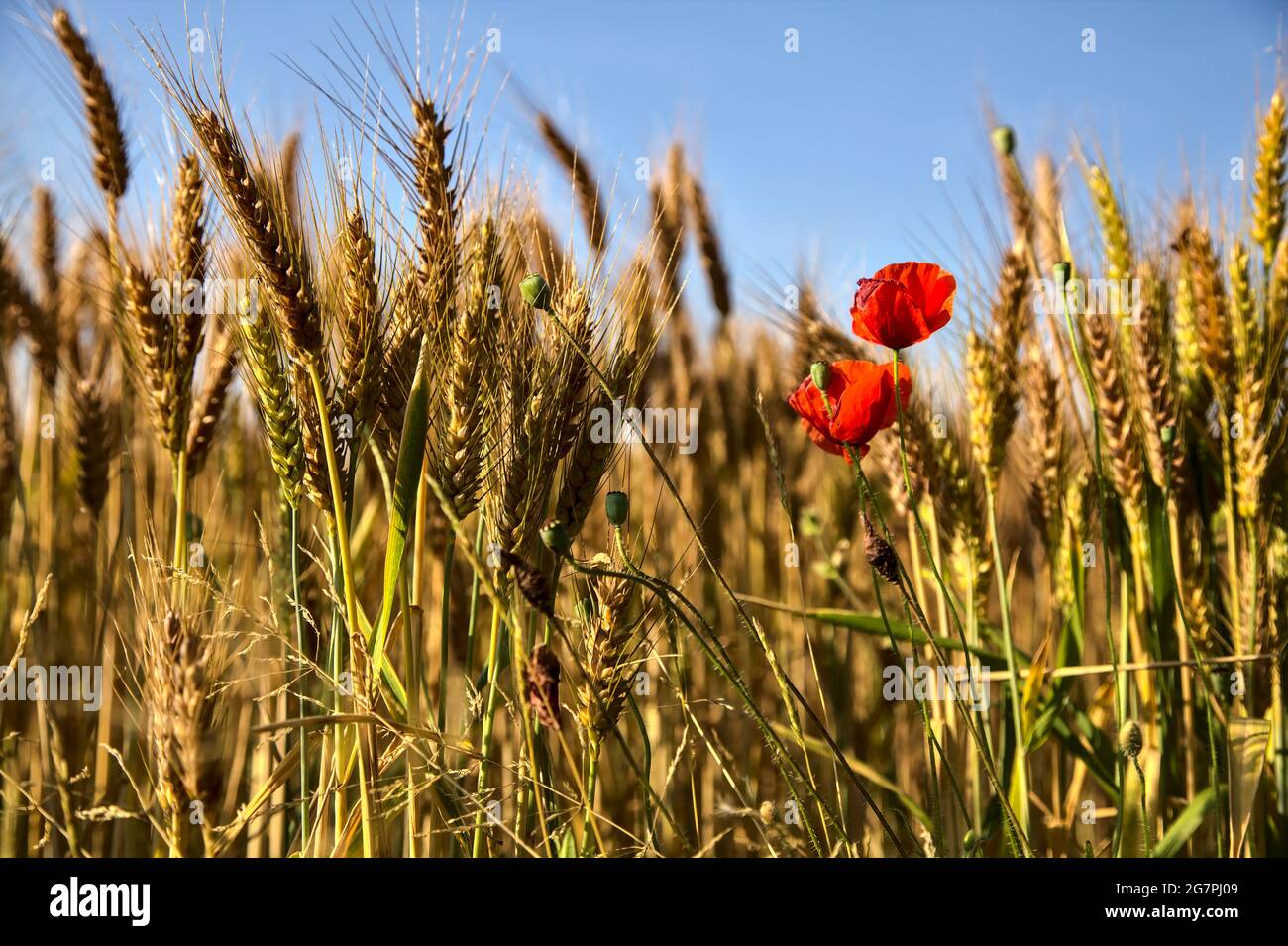 Poppies growing among ears of wheat at sunset Stock Photo