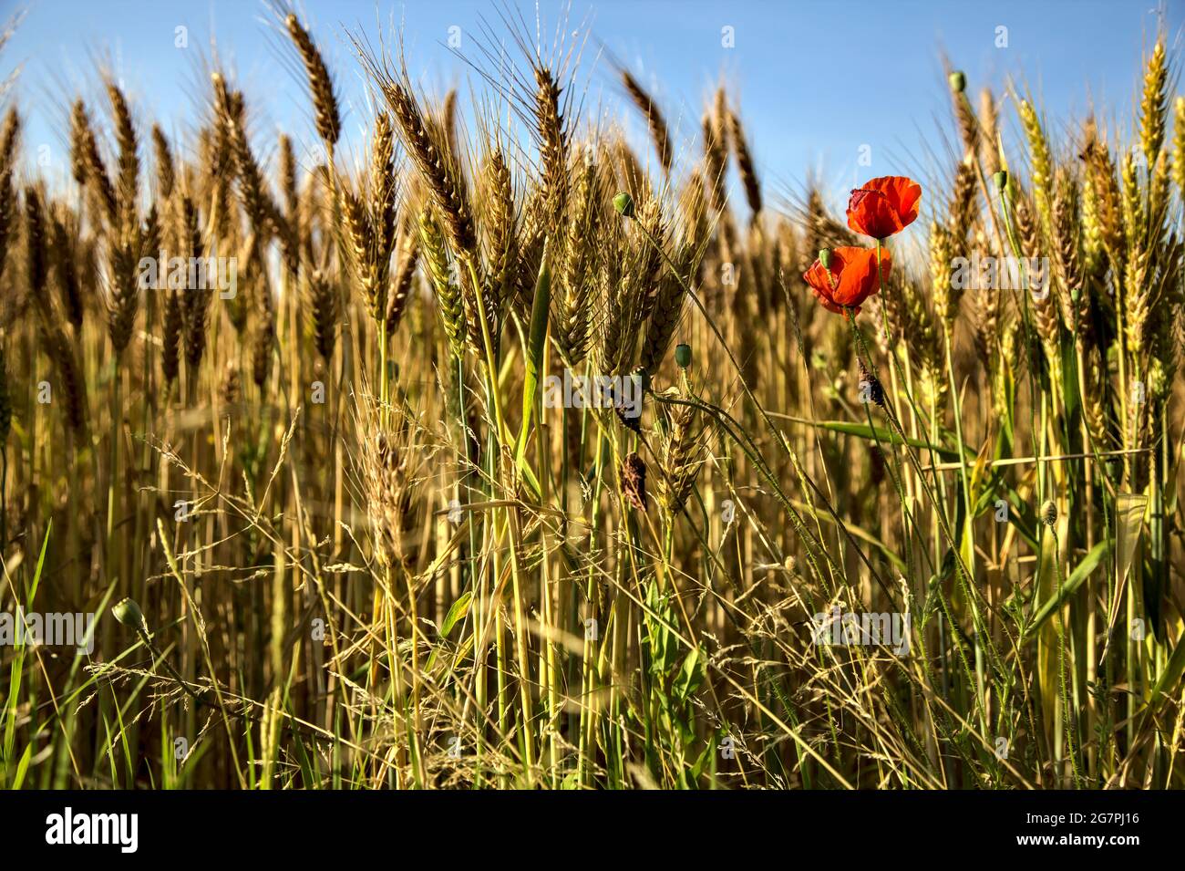 Poppies growing among ears of wheat at sunset Stock Photo - Alamy