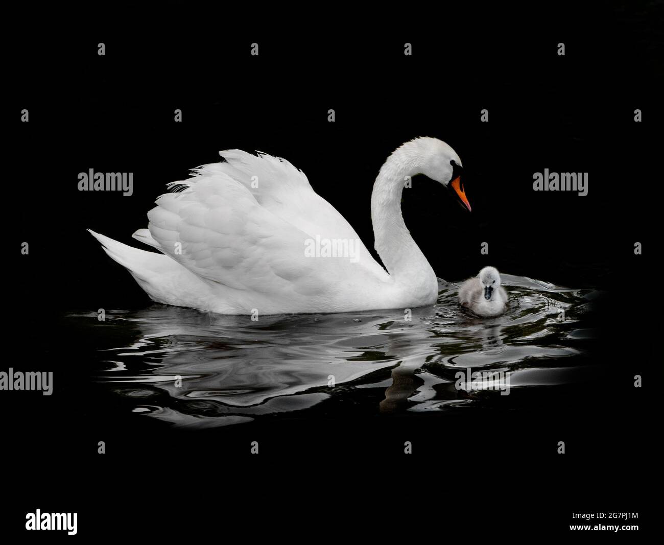 Baby Signet High Resolution Stock Photography And Images Alamy
