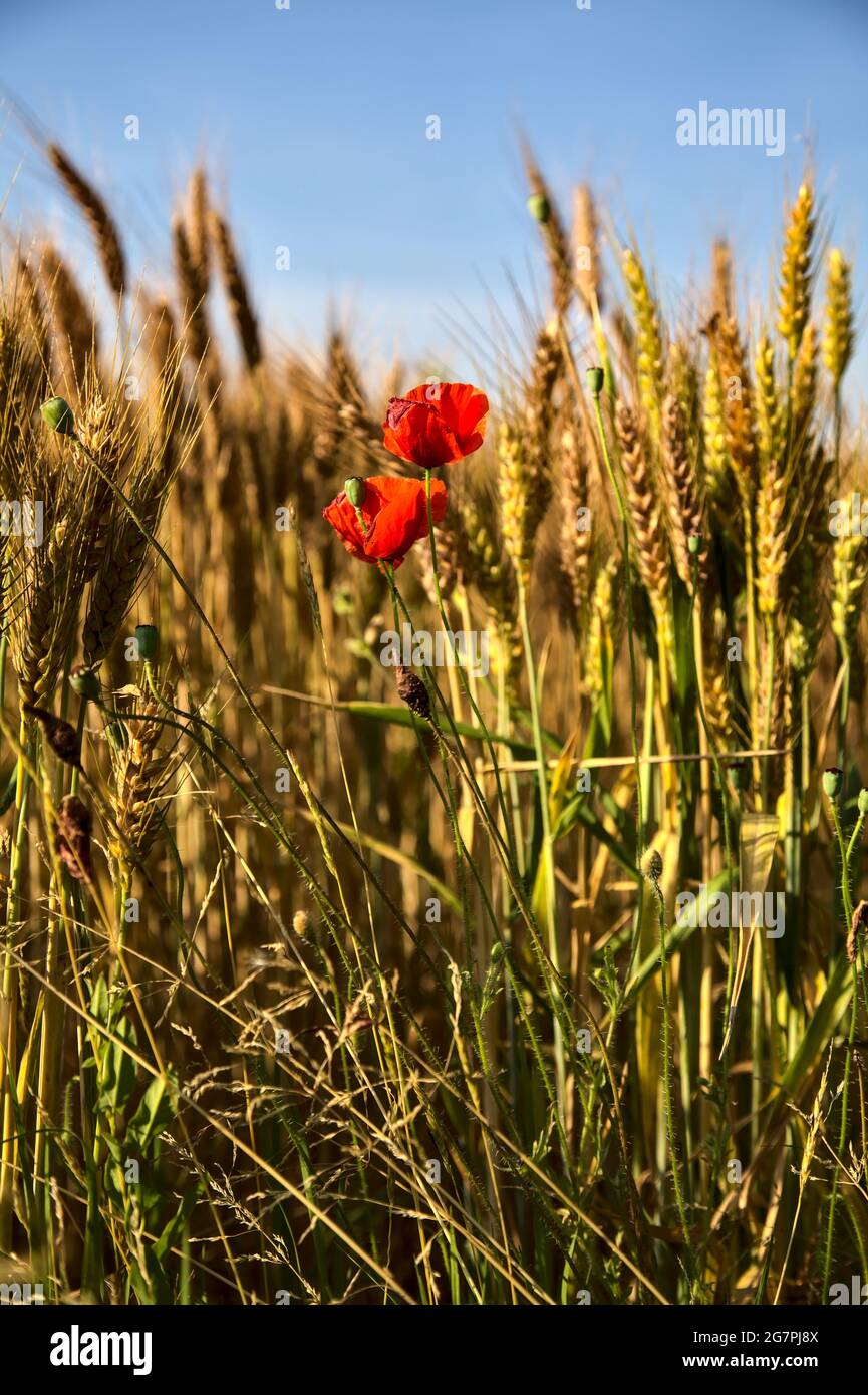 Poppies growing among ears of wheat at sunset Stock Photo