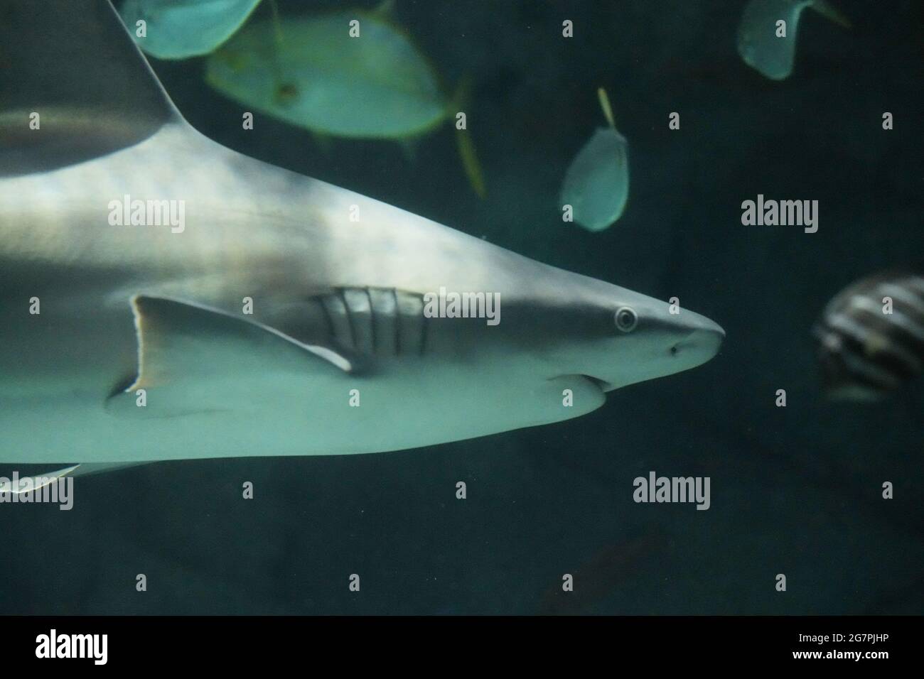 Sandbar shark hi-res stock photography and images - Page 2 - Alamy