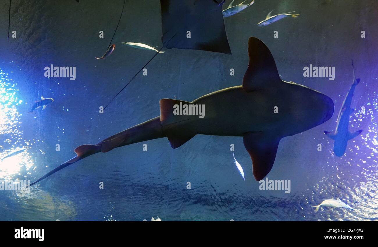 St. Louis, United States. 15th July, 2021. A large Sandbar shark floats