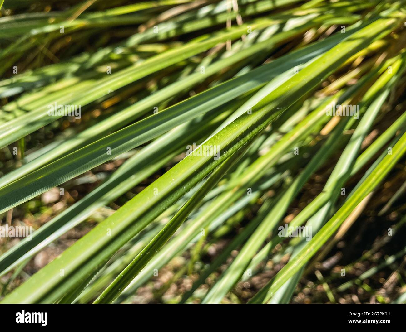 Tall grass flower hi-res stock photography and images - Alamy