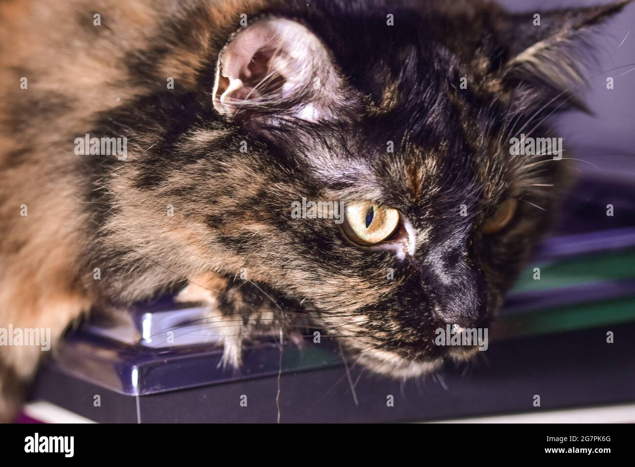 Tortoiseshell tiger hi-res stock photography and images - Alamy