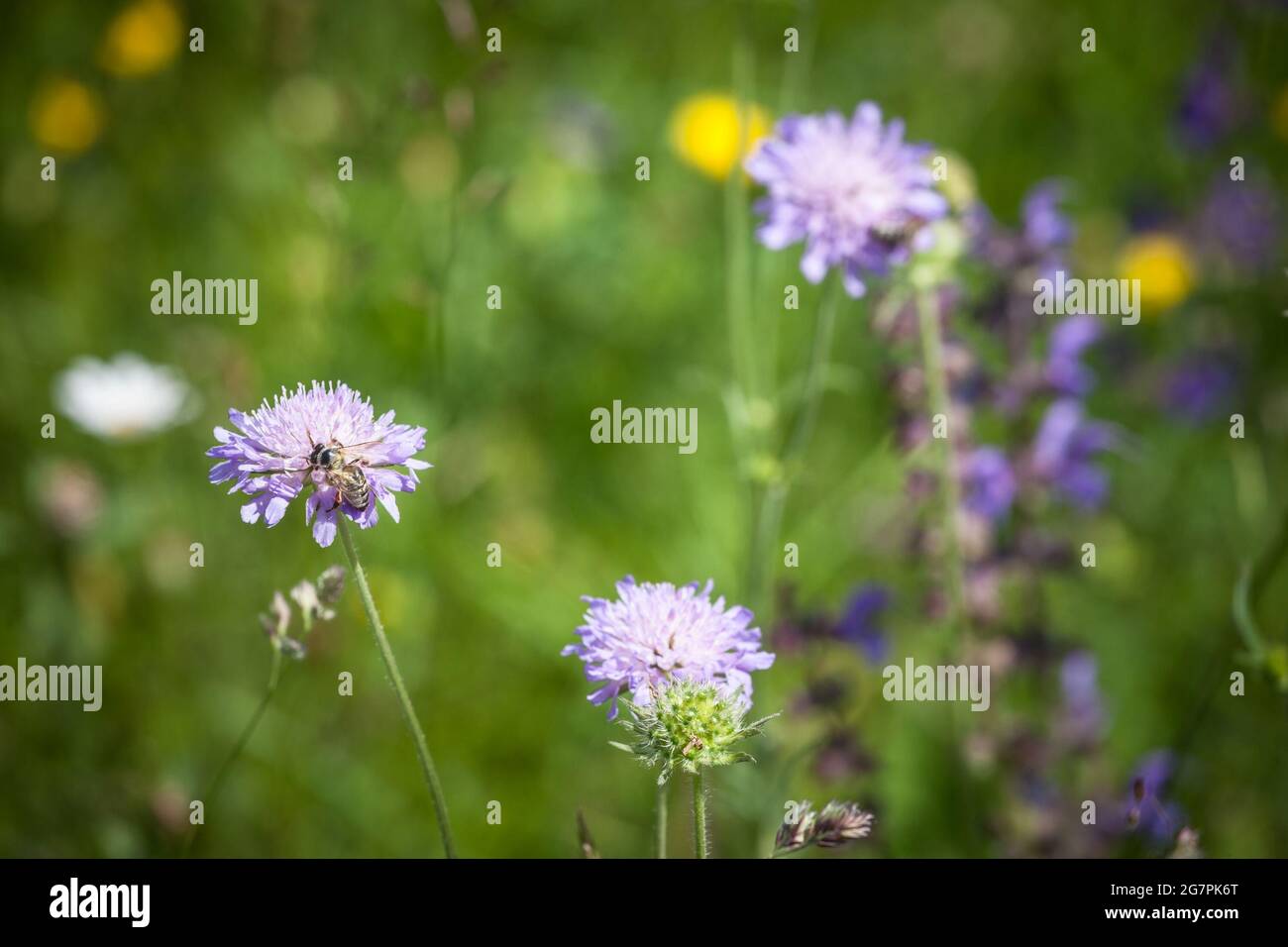 Picture of a cirsium blossoming in summer. Cirsium is a genus of perennial and biennial flowering plants in the Asteraceae, one of several genera know Stock Photo