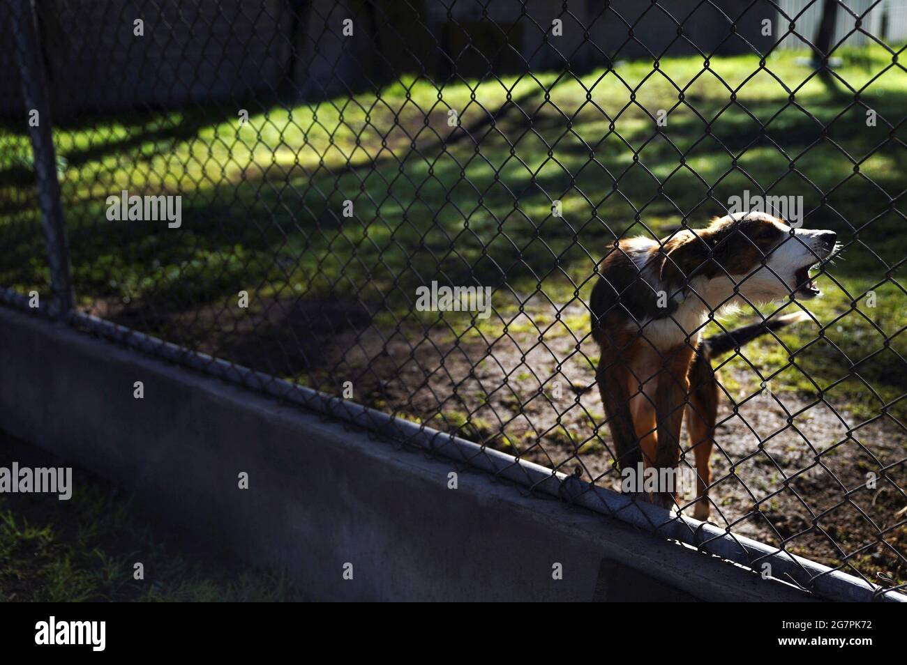 A stray dog barks at the 'Doggies of Santa Lucia' shelter, run by the Mexican army at an unoccupied kindergarten building, which was created after the Mexico City's new airport architects and workers noticed a large amount of stray dogs wandering near the construction site, in Zumpango de Ocampo, Mexico July 14, 2021. Picture taken July 14, 2021. REUTERS/Toya Sarno Jordan Stock Photo