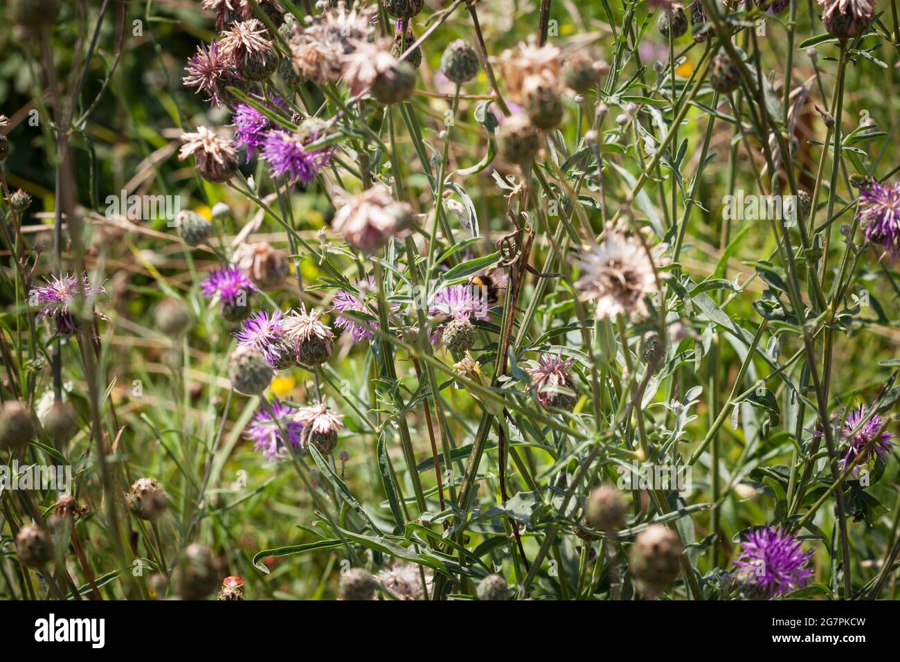 Picture of a cirsium blossoming in summer. Cirsium is a genus of perennial and biennial flowering plants in the Asteraceae, one of several genera know Stock Photo