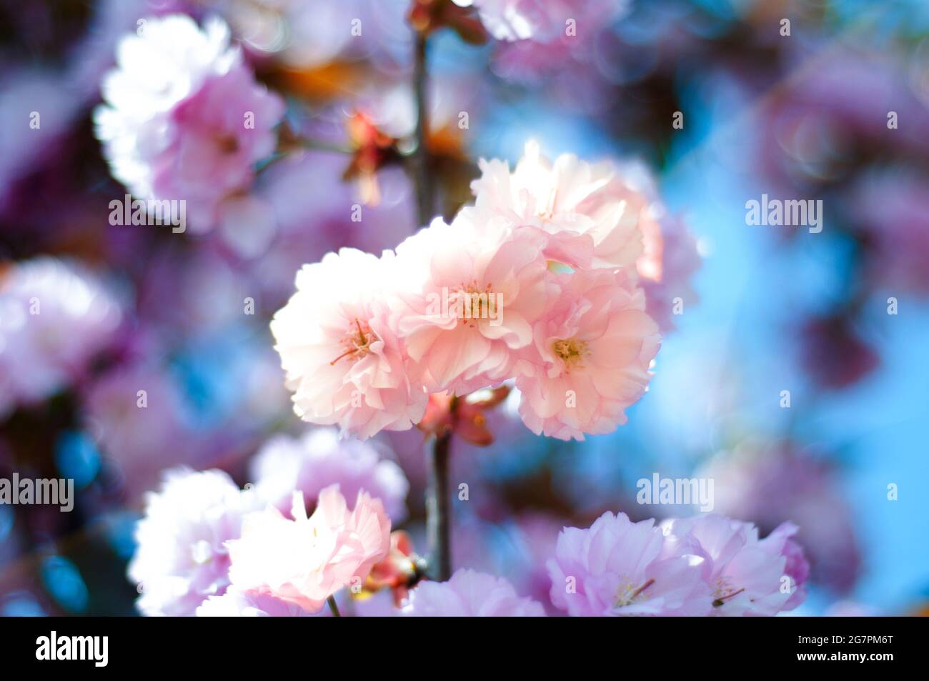 Closeup shot of beautiful branches of pink Cherry blossoms on the tree ...
