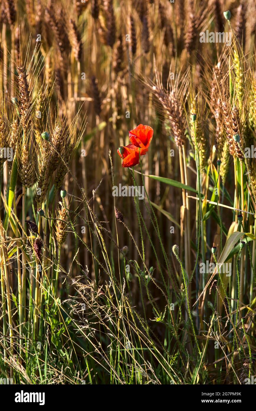 Poppy that grows among ears of wheat Stock Photo - Alamy