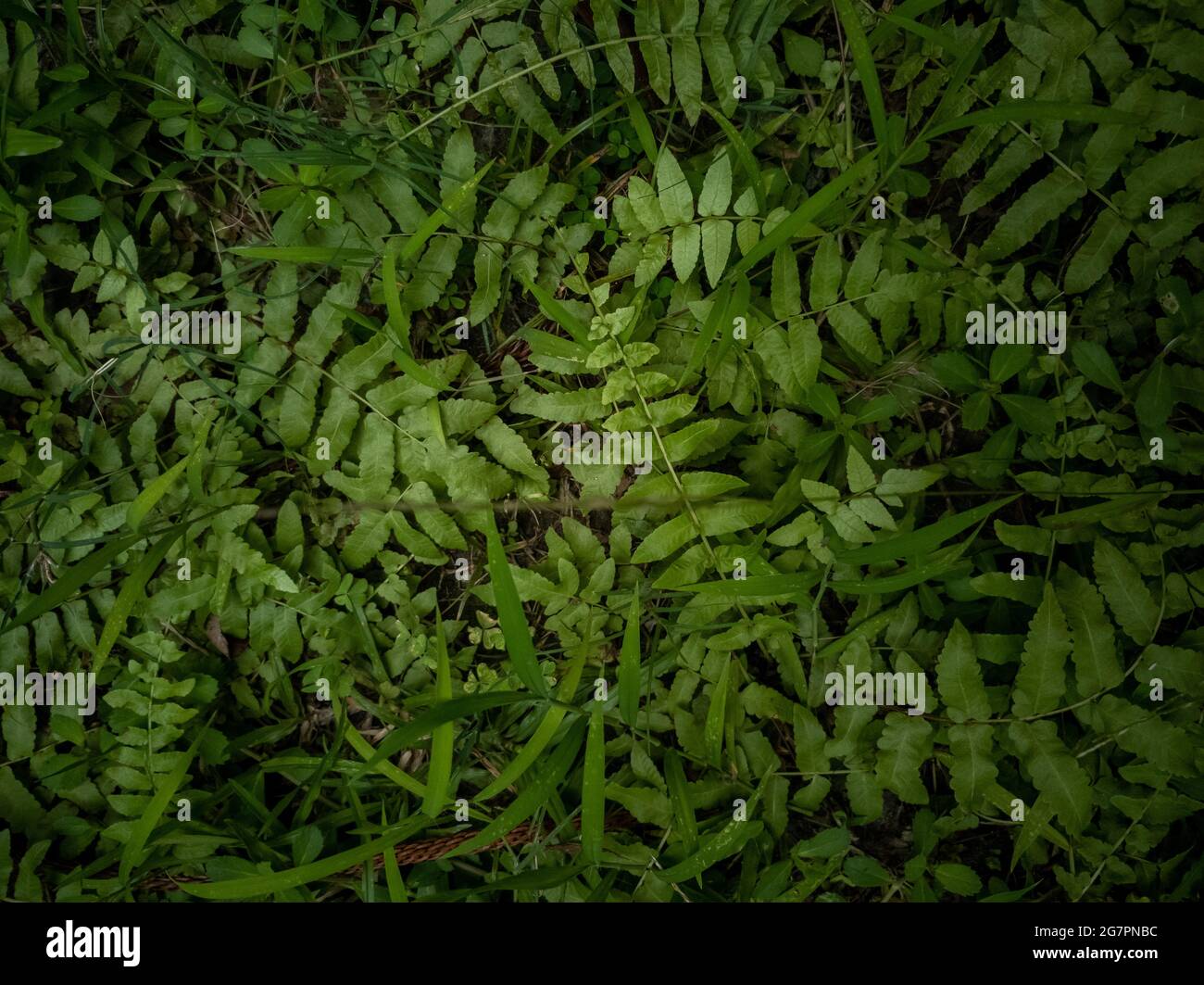 Top-view of the green leaves of Cyrtomium plant Stock Photo