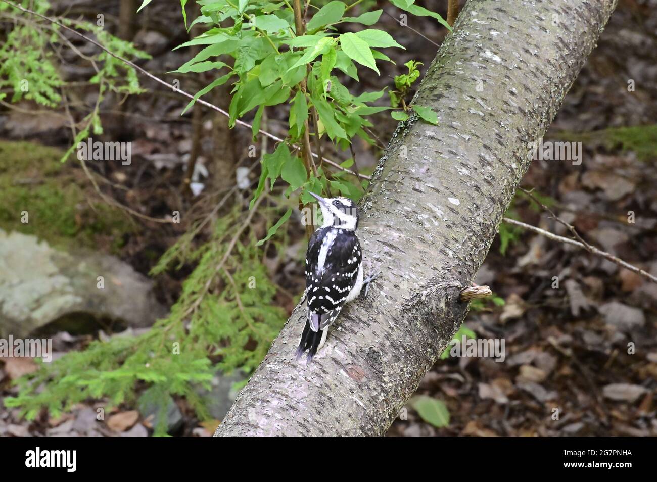 A female woodpecker sits on a branch in a wilderness forest in Canada. Stock Photo
