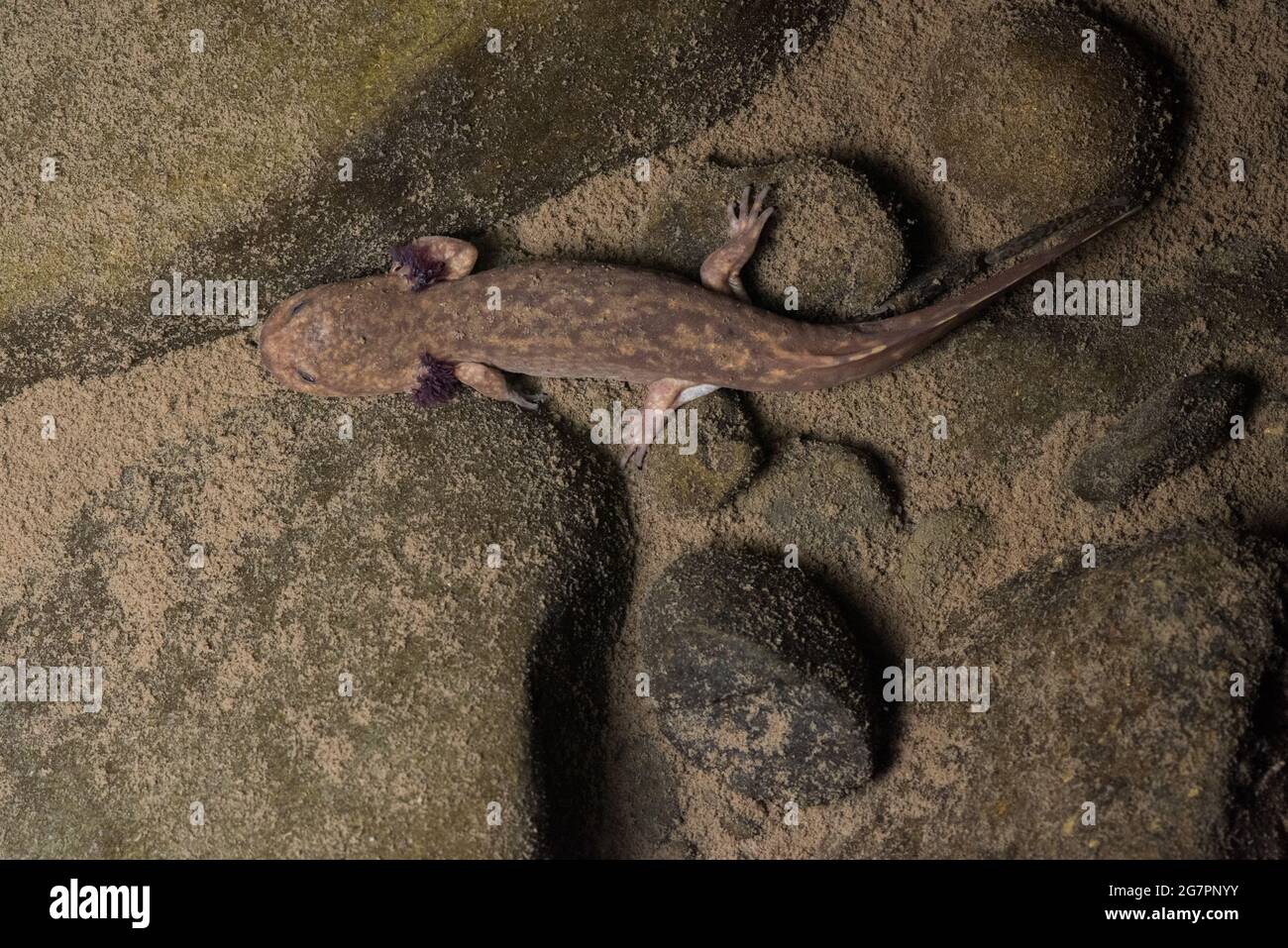 A larval coastal giant salamander (Dicamptodon tenebrosus) in a clean stream in Northern California. Stock Photo