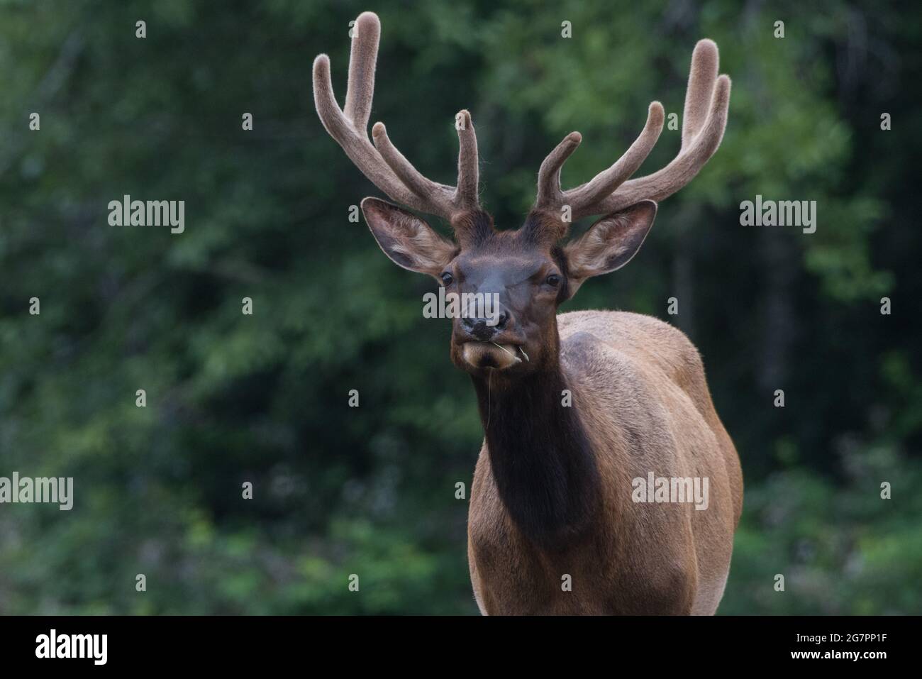 Male Roosevelt elk (Cervus canadensis roosevelti) with velvet on his antlers, a subspecies of elk found in Northern California, USA. Stock Photo