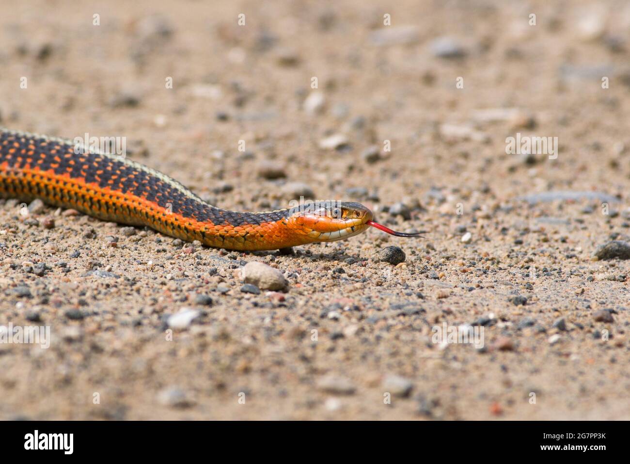 Orange or red eastern garter snake. Stock Photo
