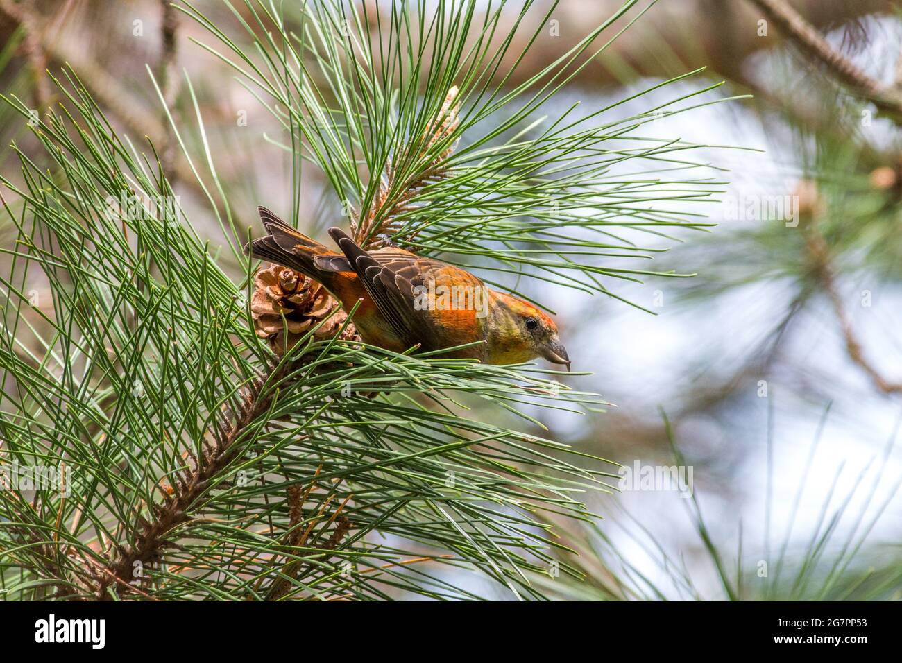 Type 10 or Sitka spruce Red Crossbill (Loxia curvirostra) eating red pine cone seeds. Stock Photo
