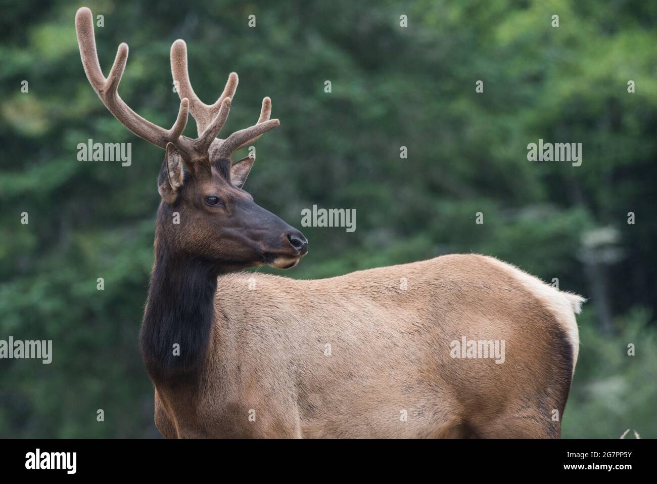 Male Roosevelt elk (Cervus canadensis roosevelti) with velvet on his antlers, a subspecies of elk found in Northern California, USA. Stock Photo