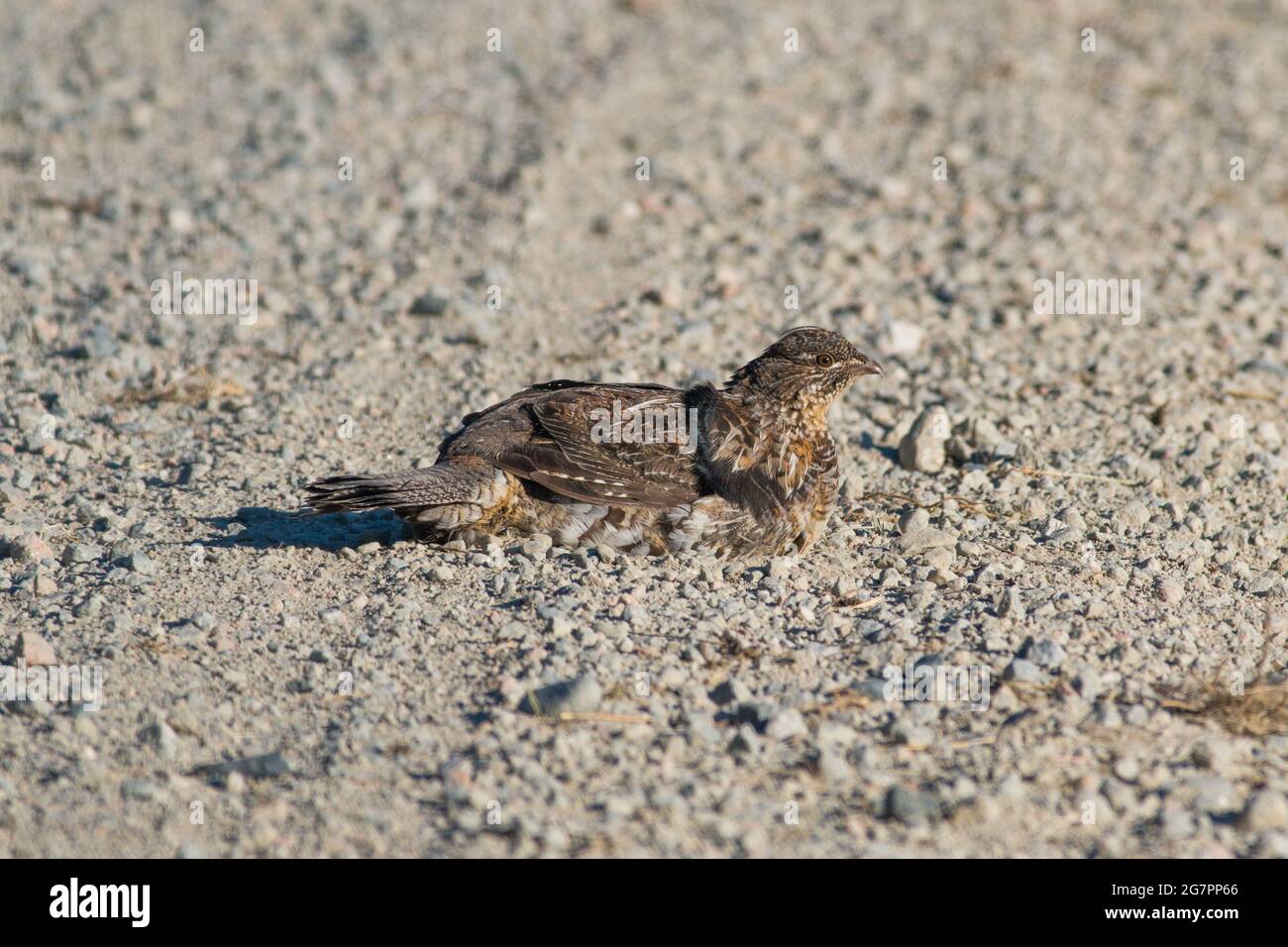 A ruffed grouse taking a dust bath in a gravel road to clean itself. Stock Photo