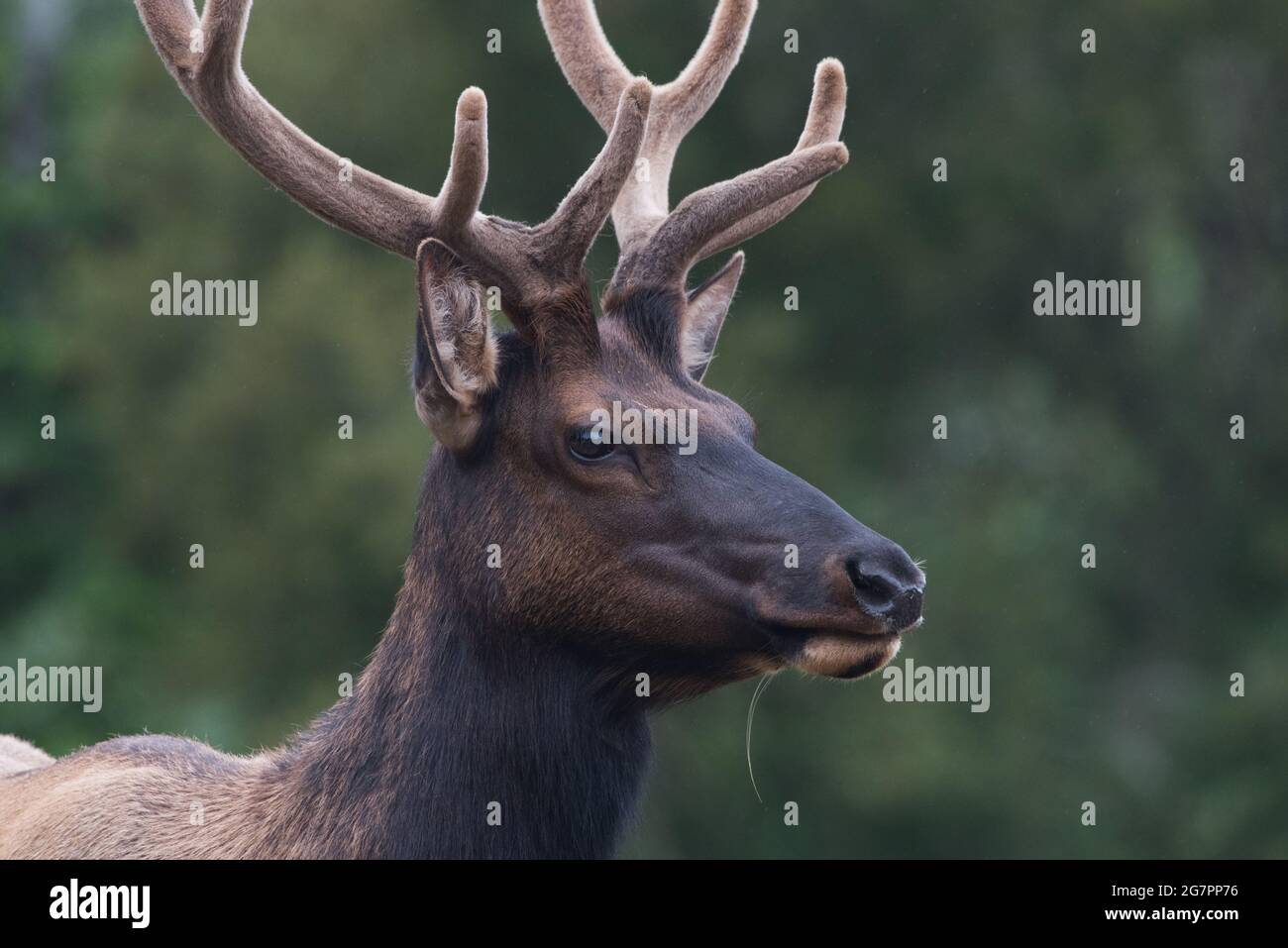 Male Roosevelt elk (Cervus canadensis roosevelti) with velvet on his