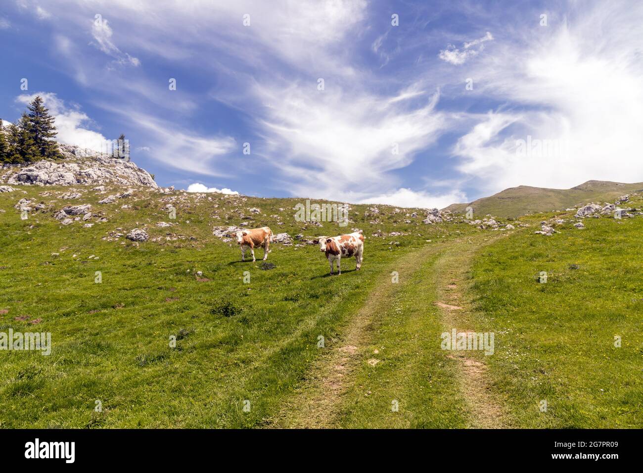 Pair of cattle grazing on a hillside meadow Stock Photo - Alamy