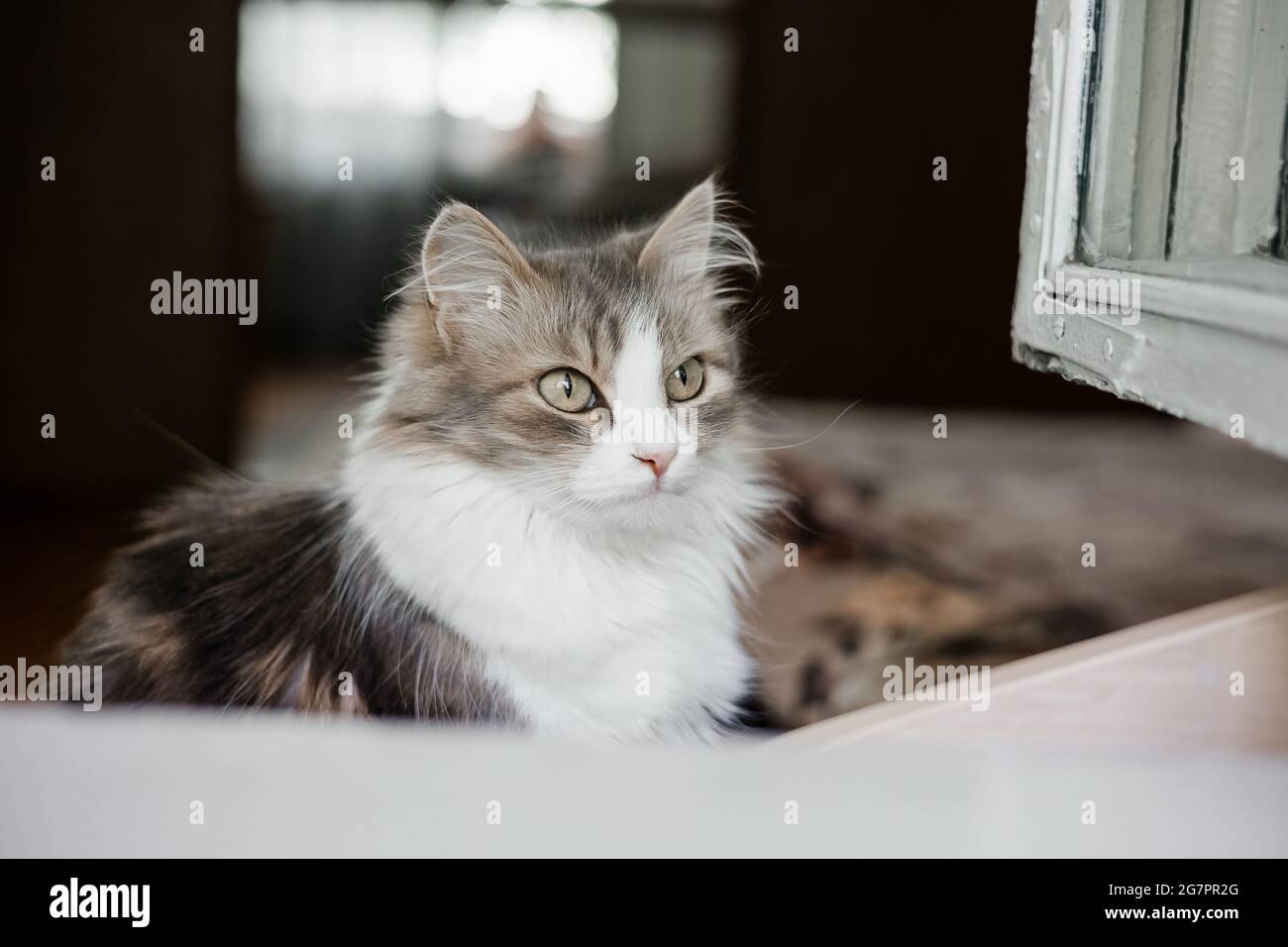 Cute gray and white cat looking out window. Stock Photo