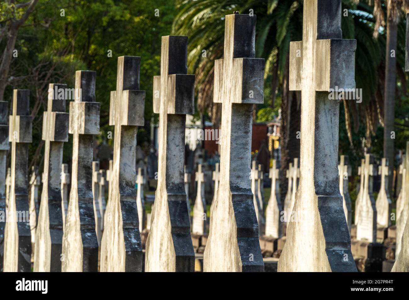 Rows of crosses. Graves with headstones in Rookwood Cemetery, Sydney, Australia, in afternoon