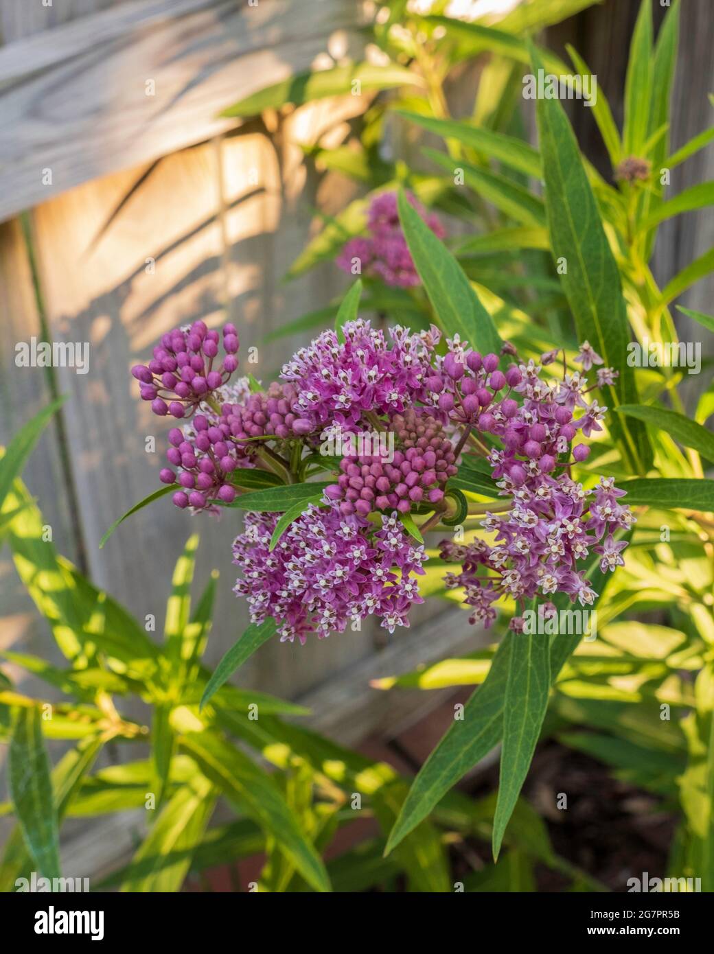 Milkweed, Asclepias, 'Cinderella' in bloom. Often called Swamp milkweed