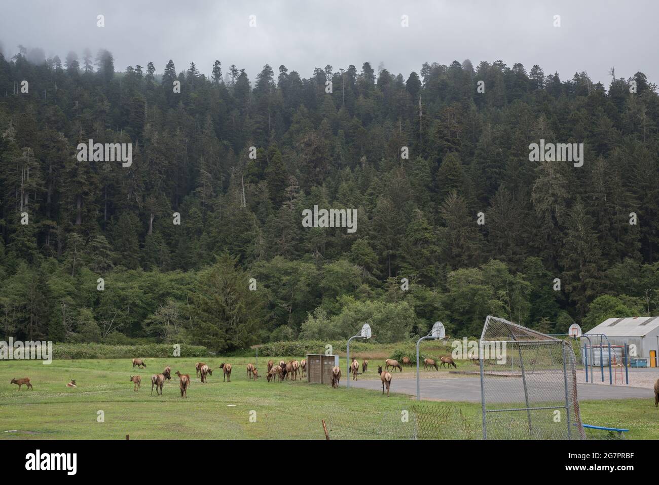 A herd of roosevelt elk (Cervus canadensis roosevelti) grazing around buildings in the town of Orick in Northern California. Stock Photo